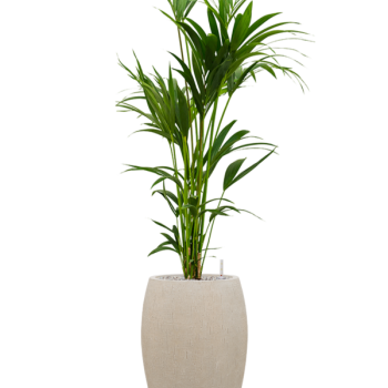 Kentia (Howea) forsteriana în ghiveciul Baq Raindrop Kentia (Howea) forsteriana în ghiveciul Baq Raindrop
