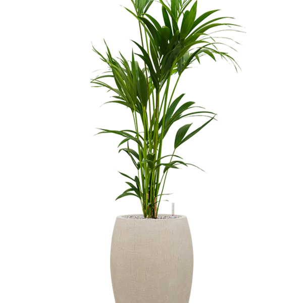 Kentia (Howea) forsteriana în ghiveciul Baq Raindrop