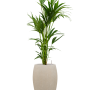 Kentia (Howea) forsteriana în ghiveciul Baq Raindrop