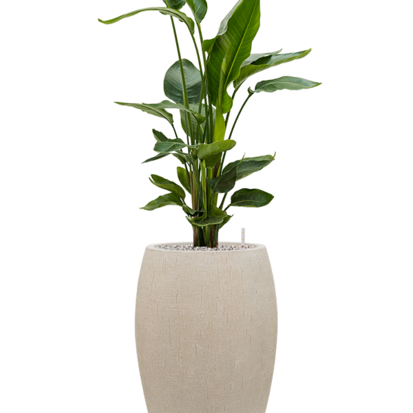 Strelitzia nicolai în varianta Baq Raindrop