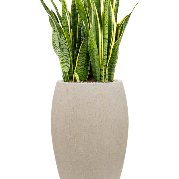 Sansevieria trifasciata 'Laurentii' în ghiveci Baq Raindrop Sansevieria trifasciata 'Laurentii' în ghiveci Baq Raindrop