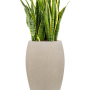 Sansevieria trifasciata 'Laurentii' în ghiveci Baq Raindrop