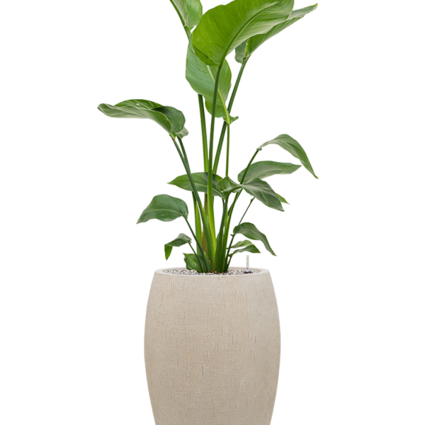 Strelitzia nicolai în varianta Baq Raindrop Strelitzia nicolai în varianta Baq Raindrop