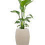 Strelitzia nicolai în varianta Baq Raindrop
