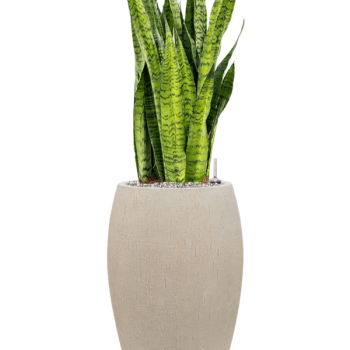 Sansevieria zeylanica în ghiveciul Baq Raindrop Sansevieria zeylanica în ghiveciul Baq Raindrop