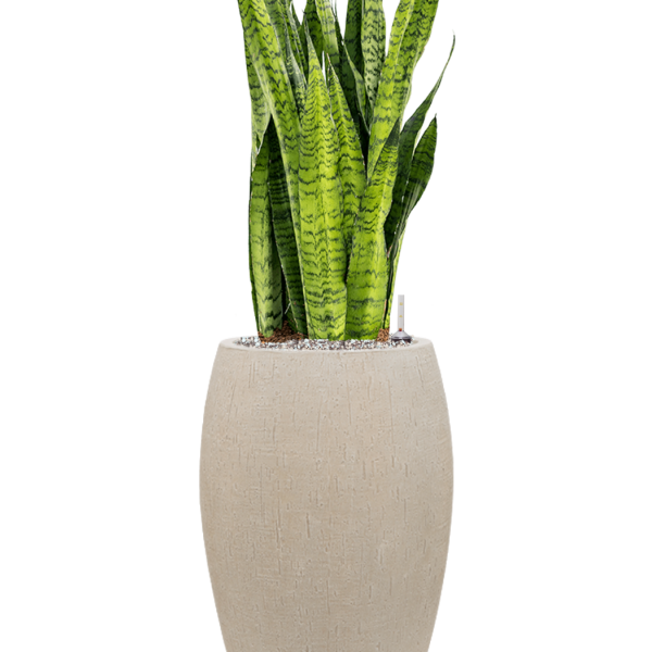 Sansevieria zeylanica în ghiveciul Baq Raindrop Sansevieria zeylanica în ghiveciul Baq Raindrop