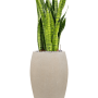 Sansevieria zeylanica în ghiveciul Baq Raindrop