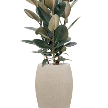 Ficus elastica 'Abidjan' în ghiveci Baq Raindrop