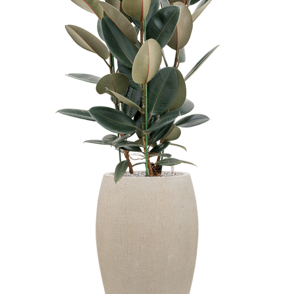 Ficus elastica 'Abidjan' în ghiveci Baq Raindrop Ficus elastica 'Abidjan' în ghiveci Baq Raindrop