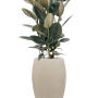 Ficus elastica 'Abidjan' în ghiveci Baq Raindrop