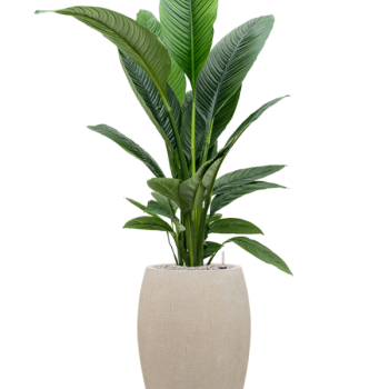 Spathiphyllum „Sensation” în ghiveci Baq Raindrop Spathiphyllum „Sensation” în ghiveci Baq Raindrop