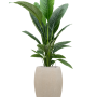 Spathiphyllum „Sensation” în ghiveci Baq Raindrop
