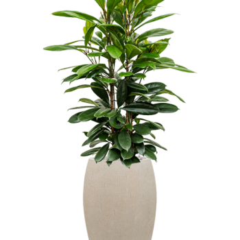 Ficus cyathistipula în Baq Raindrop