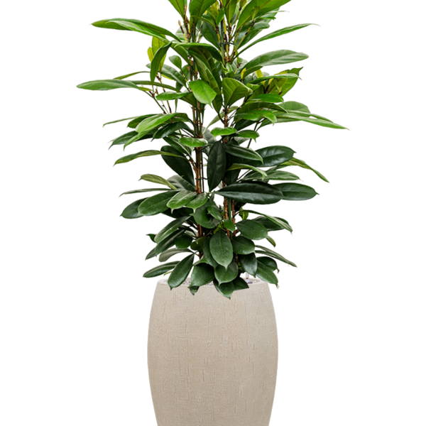 Ficus cyathistipula în Baq Raindrop
