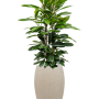 Ficus cyathistipula în Baq Raindrop