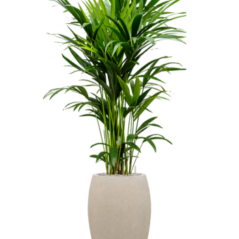 Kentia (Howea) forsteriana în ghiveciul Baq Raindrop Kentia (Howea) forsteriana în ghiveciul Baq Raindrop