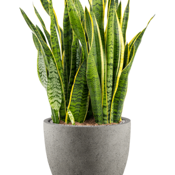 Sansevieria trifasciata 'Laurentii' în Grigio
