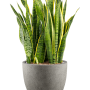 Sansevieria trifasciata 'Laurentii' în Grigio