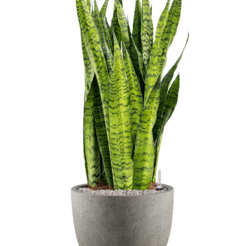 Sansevieria zeylanica în Grigio Sansevieria zeylanica în Grigio