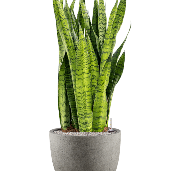 Sansevieria zeylanica în Grigio Sansevieria zeylanica în Grigio