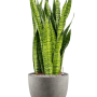 Sansevieria zeylanica în Grigio