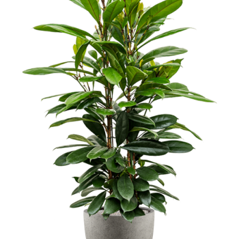 Ficus cyathistipula în Grigio