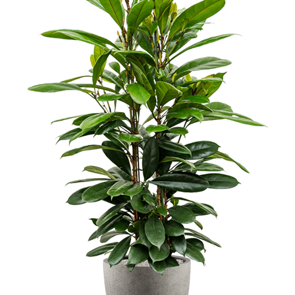 Ficus cyathistipula în Grigio