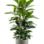 Ficus cyathistipula în Grigio