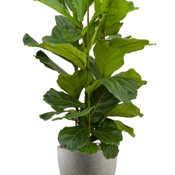 Ficus lyrata în Grigio