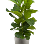 Ficus lyrata în Grigio
