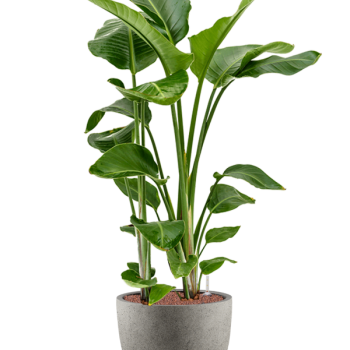 Strelitzia nicolai în Grigio Strelitzia nicolai în Grigio
