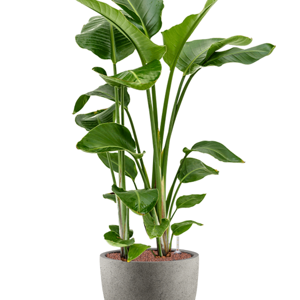 Strelitzia nicolai în Grigio Strelitzia nicolai în Grigio
