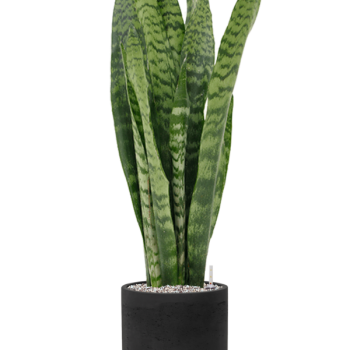 Sansevieria zeylanica în Rough