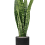 Sansevieria zeylanica în Rough