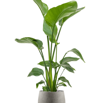 Strelitzia nicolai în Grigio Strelitzia nicolai în Grigio