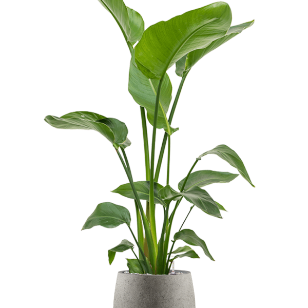 Strelitzia nicolai în Grigio Strelitzia nicolai în Grigio