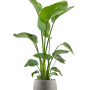 Strelitzia nicolai în Grigio