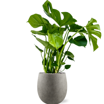 Monstera deliciosa în Grigio