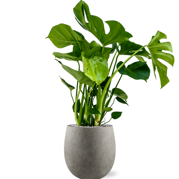 Monstera deliciosa în Grigio