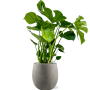 Monstera deliciosa în Grigio