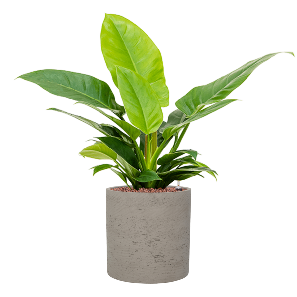 Philodendron „Imperial Green” în ghiveci de pământ Philodendron „Imperial Green” în ghiveci de pământ