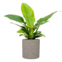 Philodendron „Imperial Green” în ghiveci de pământ