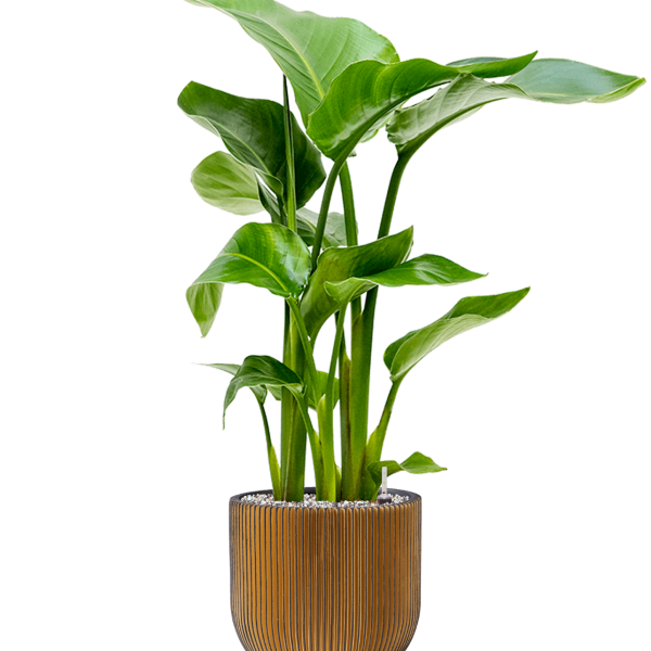 Strelitzia nicolai în Capi Nature Groove Strelitzia nicolai în Capi Nature Groove