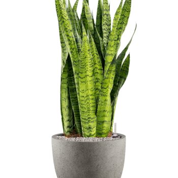 Sansevieria zeylanica în Grigio Sansevieria zeylanica în Grigio