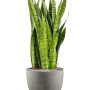 Sansevieria zeylanica în Grigio