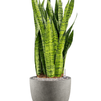 Sansevieria zeylanica în Grigio Sansevieria zeylanica în Grigio
