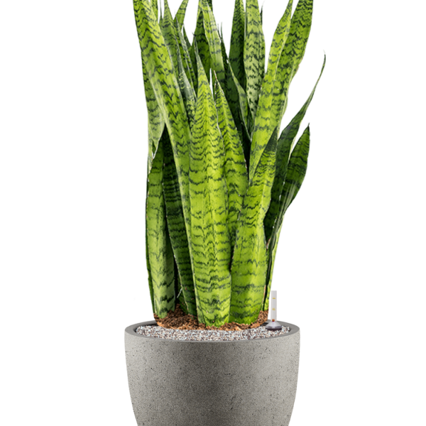 Sansevieria zeylanica în Grigio Sansevieria zeylanica în Grigio