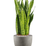 Sansevieria zeylanica în Grigio