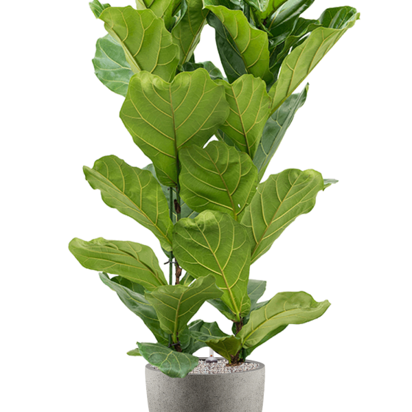 Ficus lyrata în Grigio