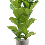 Ficus lyrata în Grigio